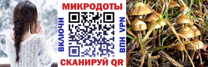 Галлюциногенные грибы Psilocybine cubensis  Лесосибирск 